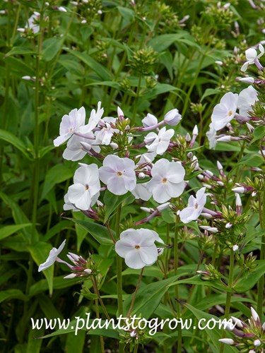 Fashionably Early Crystal Garden Phlox (Phlox carolina)
The first set of images were taken early in the blooming period.  The flower heads that are loose now will become tightly packed trusses of flowers.